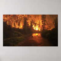 Forest Fire - Deer