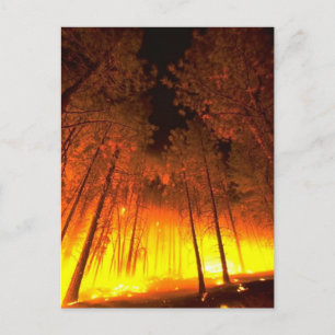Forest Fire Postcard
