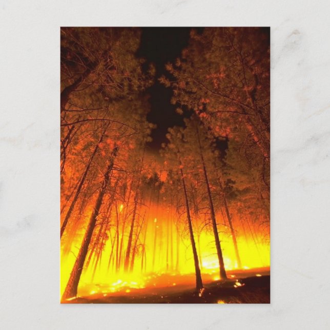 Forest Fire Postcard (Front)