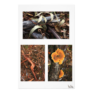 forest floor collection 1 photo print