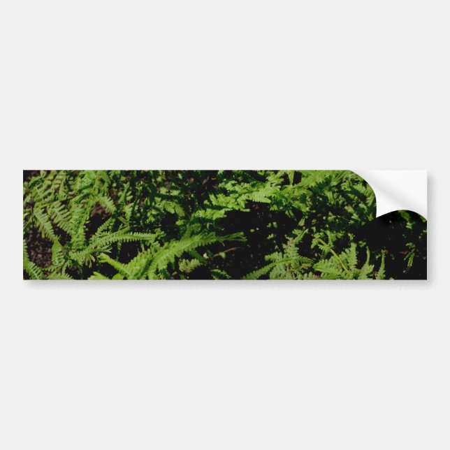 Forest Floor Ferns Bumper Sticker (Front)