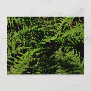 Forest Floor Ferns Postcard