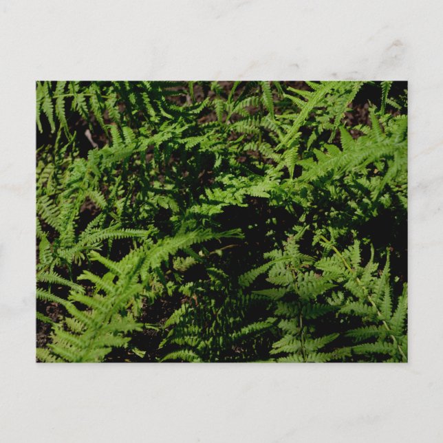 Forest Floor Ferns Postcard (Front)
