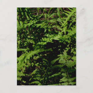 Forest Floor Ferns Postcard