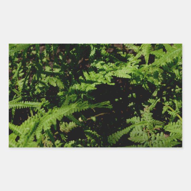Forest Floor Ferns Rectangular Sticker (Front)