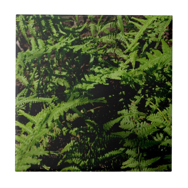 Forest Floor Ferns Tile (Front)