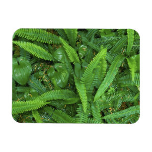 Forest Floor, Quinault Rain Forest, Olympic NP, Magnet