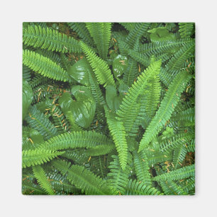 Forest Floor, Quinault Rain Forest, Olympic NP, Magnet