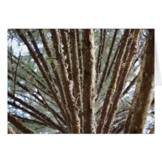 Forest for the trees