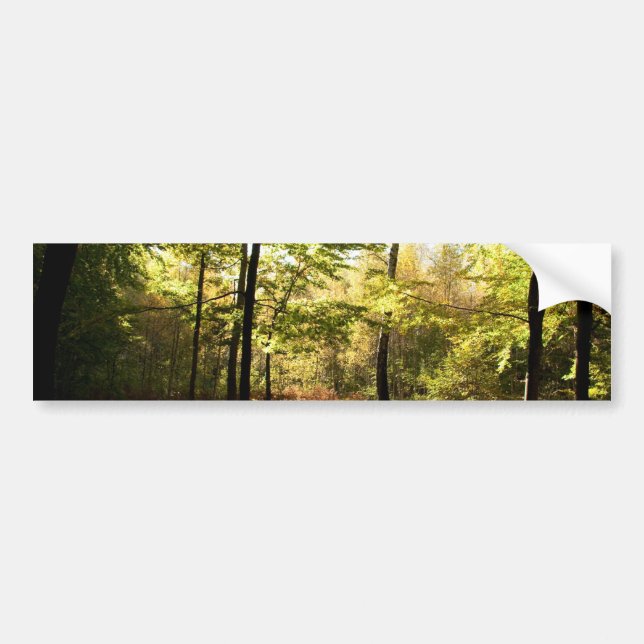 Forest glade bumper sticker (Front)