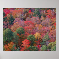 Forest in autumn with fall foliage. Algonquin