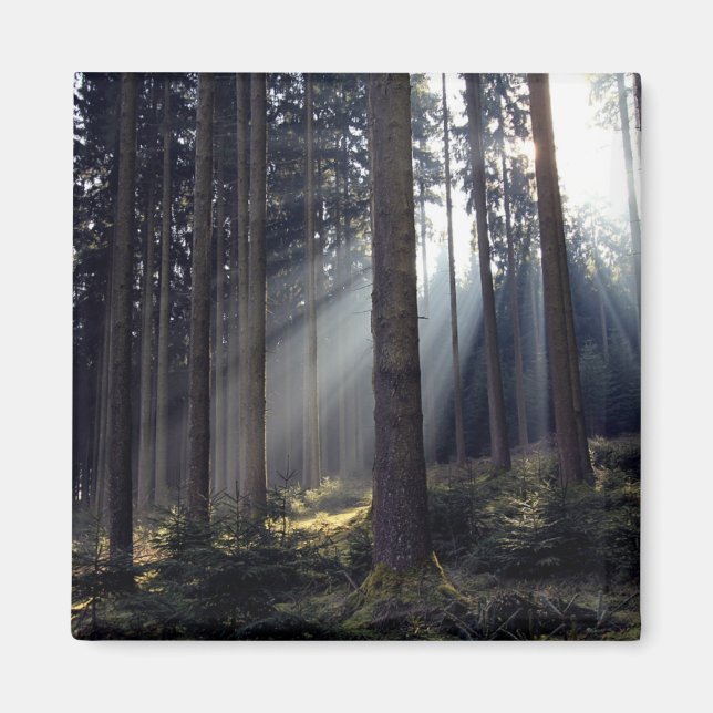 Forest in Bavaria Magnet (Front)