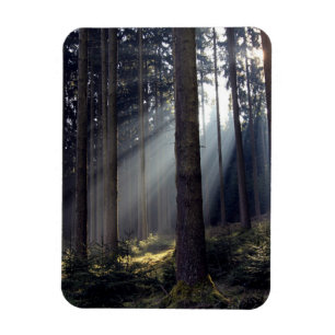 Forest in Bavaria Magnet