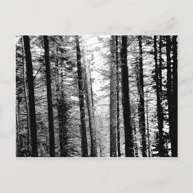Forest in Black and White Postcard (Front)