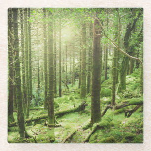 Forest in Killarney National Park Kerry, Ireland Glass Coaster