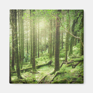Forest in Killarney National Park Kerry, Ireland Magnet