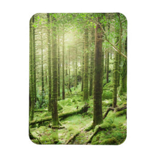 Forest in Killarney National Park   Kerry, Ireland Magnet