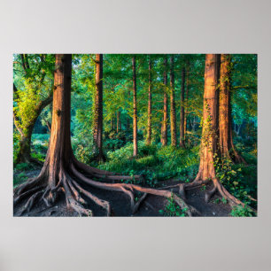 Forest in Summer Poster
