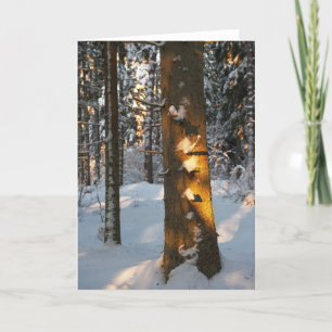 Forest in the winter holiday card