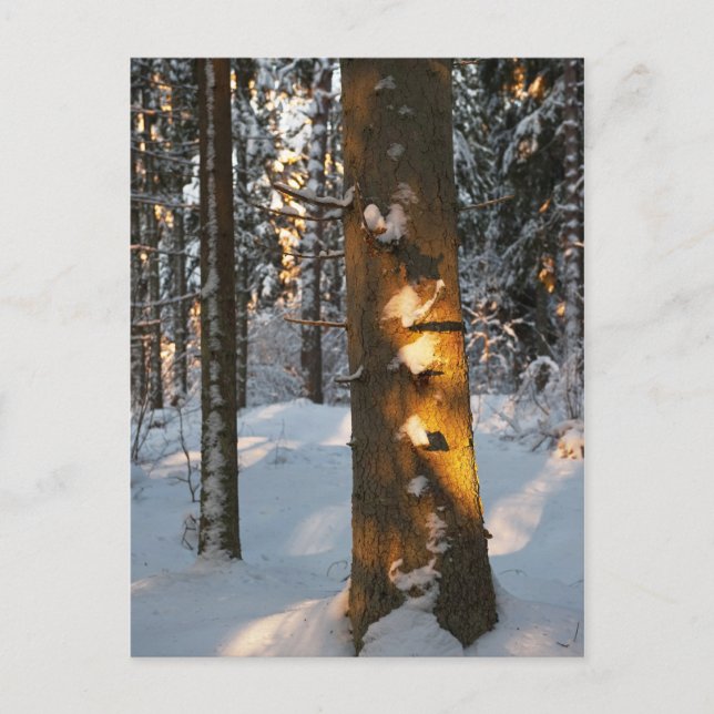 Forest in the winter postcard (Front)