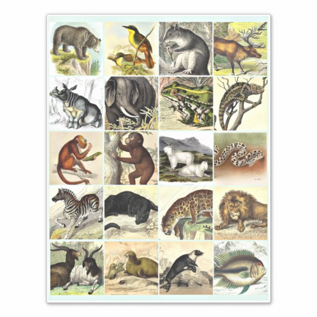 Forest, Jungle And Ocean Animal Collage sheet Art (Front)