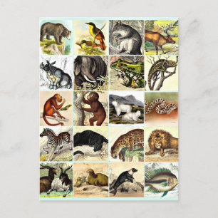Forest, Jungle And Ocean Animal Collage sheet Art Postcard