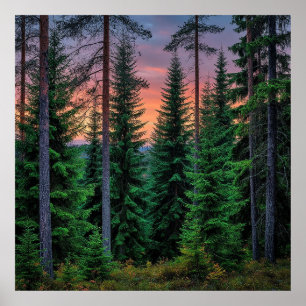 Forest Landscape at Sunset with Lush Green Poster