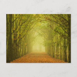 Forest lane postcard