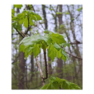 Forest Leaves After Rain – Wild Nature Romania Photo Print