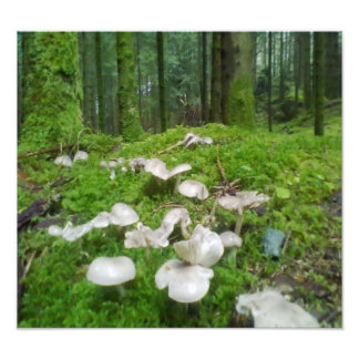 Forest mushroom photo print