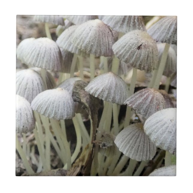 Forest Mushrooms Ceramic Tile (Front)