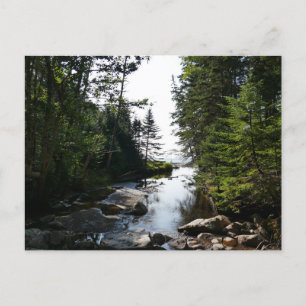 Forest near Hunters Beach at Acadia National Park Postcard
