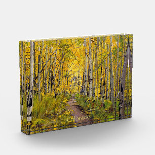 Forest of Aspen Trees Photo Block