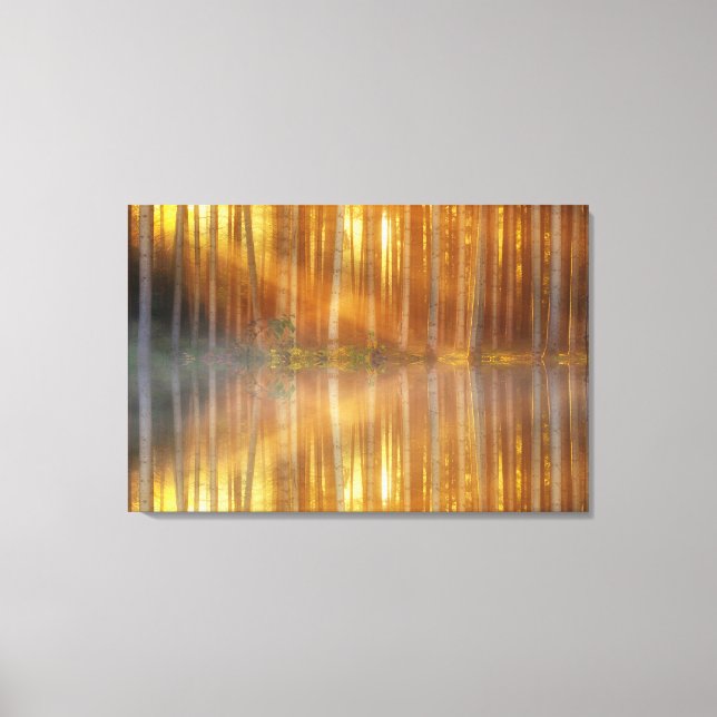 Forest of Birch Trees Canvas Wall Art (Front)