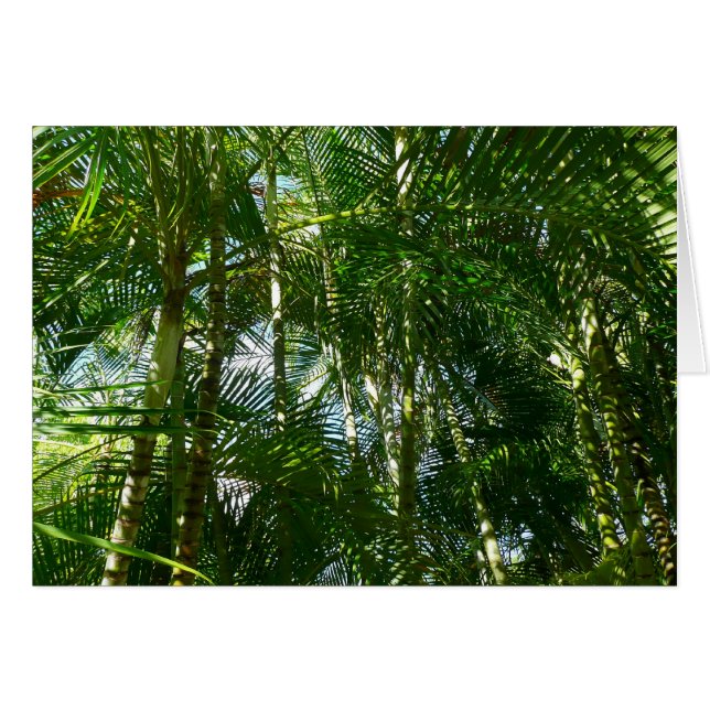 Forest of Palm Trees Tropical Nature (Front Horizontal)
