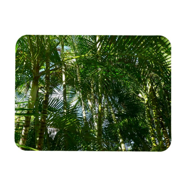 Forest of Palm Trees Tropical Nature Magnet (Horizontal)