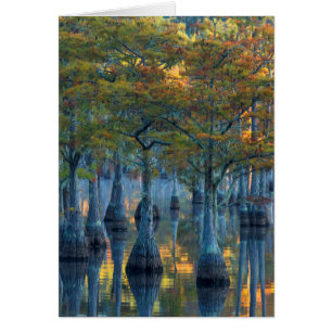 Forest of Pond Cypress Trees