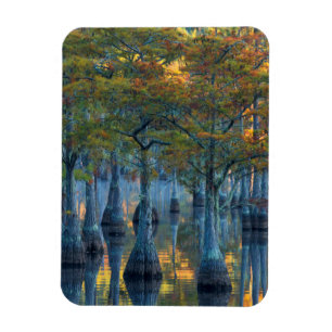 Forest of Pond Cypress Trees Magnet
