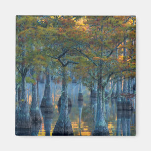 Forest of Pond Cypress Trees Magnet