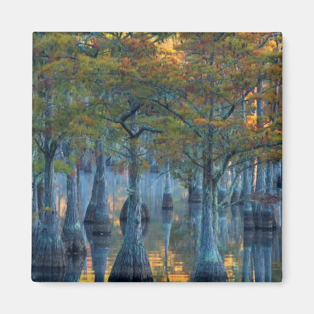 Forest of Pond Cypress Trees Magnet (Front)