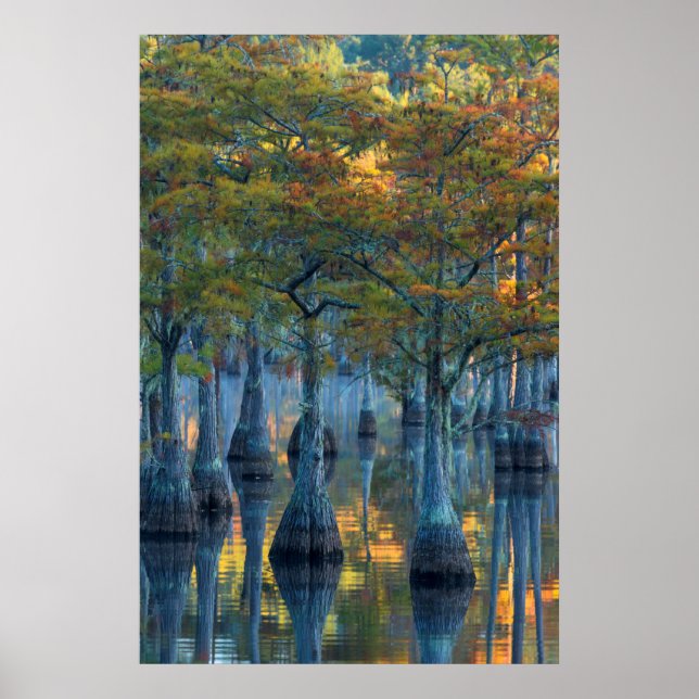 Forest of Pond Cypress Trees Poster (Front)