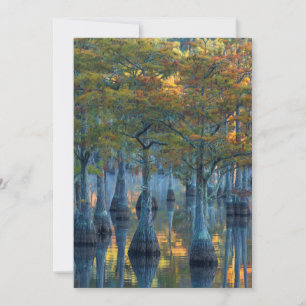 Forest of Pond Cypress Trees Thank You Card