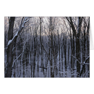 Forest of Snowy Trees