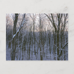 Forest of Snowy Trees Postcard