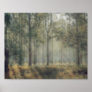 Forest of trees Poster