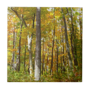 Forest of Yellow Leaves Autumn Landscape Ceramic Tile