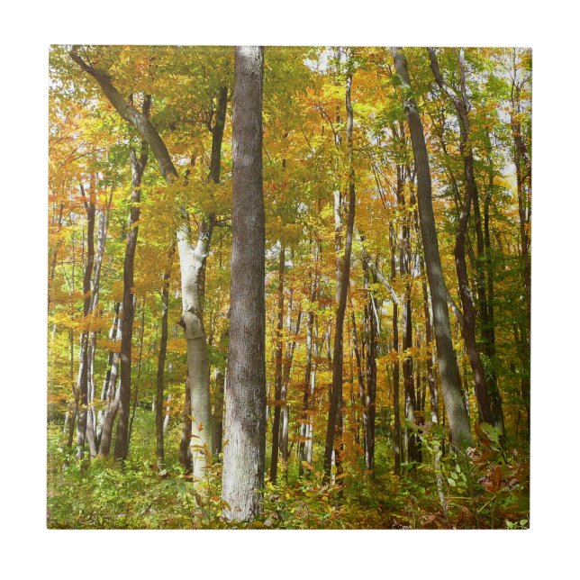 Forest of Yellow Leaves Autumn Landscape Ceramic Tile (Front)
