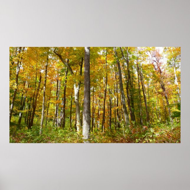 Forest of Yellow Leaves Autumn Landscape Poster (Front)