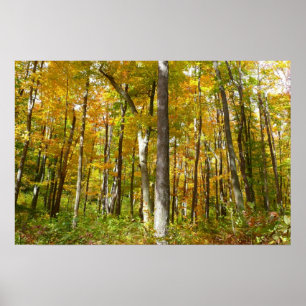 Forest of Yellow Leaves Autumn Nature Photography Poster