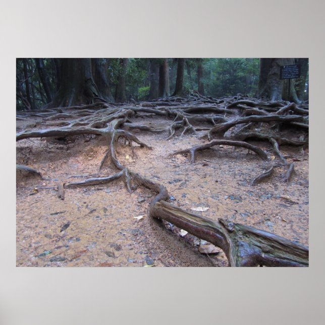Forest on Mt. Kurama Poster (Front)
